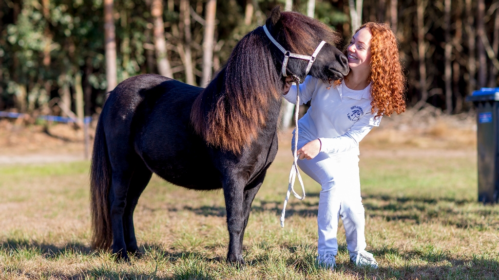 Lierop Fokpaardendag 2016 (58).jpg - Lierop Fokpaardendag 2016